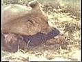 Man Eaten By Lions | BahVideo.com
