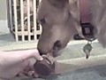 Dog Vs Food | BahVideo.com