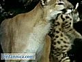 Puma Cubs and Their Mother | BahVideo.com