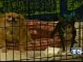 Famed San Jose Pet Shop Struggling To Survive | BahVideo.com