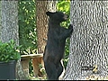 Roaming bear concerns Cobb residents | BahVideo.com
