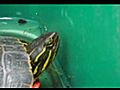 OLDEST TURTLE IN THE WORLD NEW RECORD  | BahVideo.com