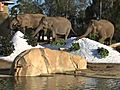 Snow at Elephant Odyssey | BahVideo.com