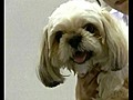 Stressed-Out Dog Massage | BahVideo.com