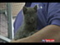 Kitten Thrown Out of Car Has Admirers | BahVideo.com