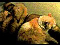 Even My Cat Would Disagree With PETA | BahVideo.com