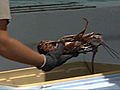 Operation Wild Lobster Season | BahVideo.com
