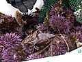 Animals Preventing Sea Urchin Orgies | BahVideo.com