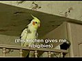 Cockatiel discusses kitchen remodeling with  | BahVideo.com