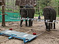 Discovery News Elephants Show Cooperation on Test | BahVideo.com