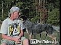 A Dog Who Loves Its Owner | BahVideo.com