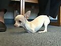 Two legged dog gets her wheels  | BahVideo.com