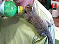 Baby squirrels eating | BahVideo.com