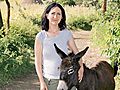 Liz Jones on the plight of Ethiopia s donkeys | BahVideo.com