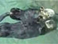 Otters holding hands | BahVideo.com