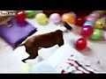 Dogs Best Birthday Party Ever | BahVideo.com