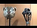 Falta de dinero tiene en peligro de amp 039 extinci n amp 039 a los f siles del Museo de Historia Natural de Lima | BahVideo.com