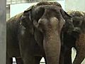 New Elephants Examined | BahVideo.com