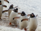 Penguin Safari | BahVideo.com