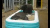 Baby Elephants Get a Bath | BahVideo.com