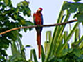 Parrot Poachers | BahVideo.com