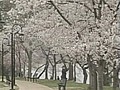 In D C cherry blossoms bloom | BahVideo.com