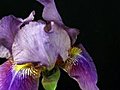 Time-lapse Of Growing Blue Iris Flower 2 Stock  | BahVideo.com