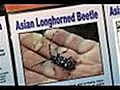 How To Learn About Asian Longhorned Beetle | BahVideo.com
