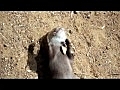 Magic Otter - The Translation | BahVideo.com