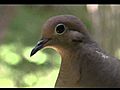 Mourning Dove | BahVideo.com