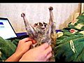 Slow Loris Loves Getting Tickled - Vido1 -  | BahVideo.com