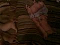 A Valentine s Pitbull feeding puppies | BahVideo.com