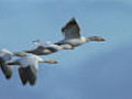 Snow goose migration | BahVideo.com