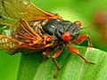 The cicadas are coming.&#32;&#32;Yum! | BahVideo.com