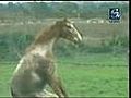 Horse Music Fun | BahVideo.com