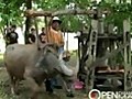 Thai Buffalo Training Camp at Chiang Mai  | BahVideo.com