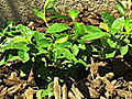 How to Grow Gardenias in the Desert | BahVideo.com