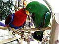 Killian Flirting with Kaleena - Eclectus Parrots | BahVideo.com