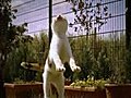 PhantomHD - Kitten in Slow Motion | BahVideo.com