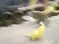 Random Pokematic Birds Don t Like Me | BahVideo.com