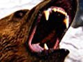 Mauled by a Bear | BahVideo.com