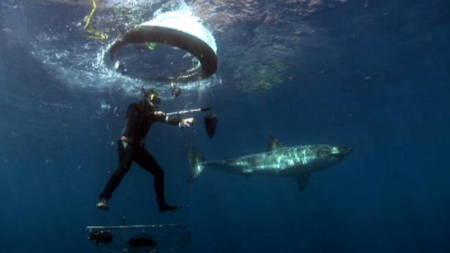 Shark Week The Shark Tube | BahVideo.com