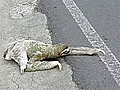Sluggish sloth tries to cross road | BahVideo.com
