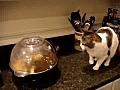 Cat and Popcorn Machine | BahVideo.com
