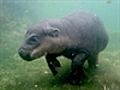 Baby hippo s first swim | BahVideo.com