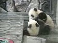 Baby Twin Panda  | BahVideo.com