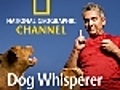 Dog Whisperer Barks and Bites | BahVideo.com