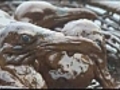 Heartbreaking images of birds covered in oil | BahVideo.com