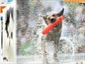 OC Pets from the Orange County Register | BahVideo.com