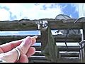 hand-feeding my backdoor wild birds | BahVideo.com